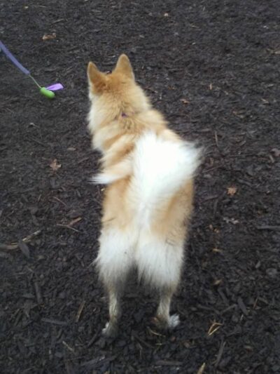 Highland Park Off Leash Exercise Area - Pittsburgh, PA