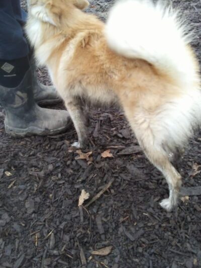 Highland Park Off Leash Exercise Area - Pittsburgh, PA