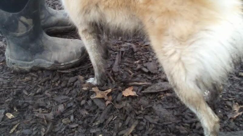 Highland Park Off Leash Exercise Area - Pittsburgh, PA