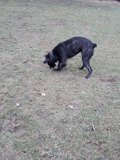 Highland Park Off Leash Exercise Area - Pittsburgh, PA