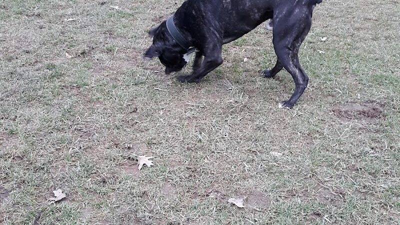 Highland Park Off Leash Exercise Area - Pittsburgh, PA