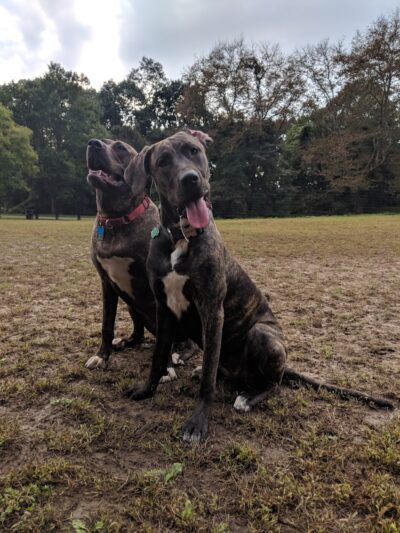Highland Park Off Leash Exercise Area - Pittsburgh, PA