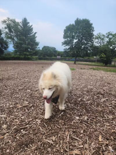 Highland Park Off Leash Exercise Area - Pittsburgh, PA