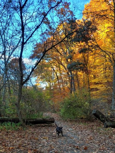 Riding Meadow Park - Pittsburgh, PA