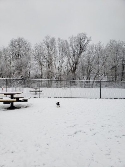 Pittsford Dog Park - Pittsford, NY