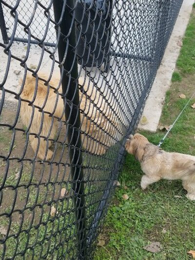 Pittsford Dog Park - Pittsford, NY