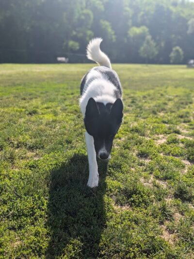 Pittsford Dog Park - Pittsford, NY