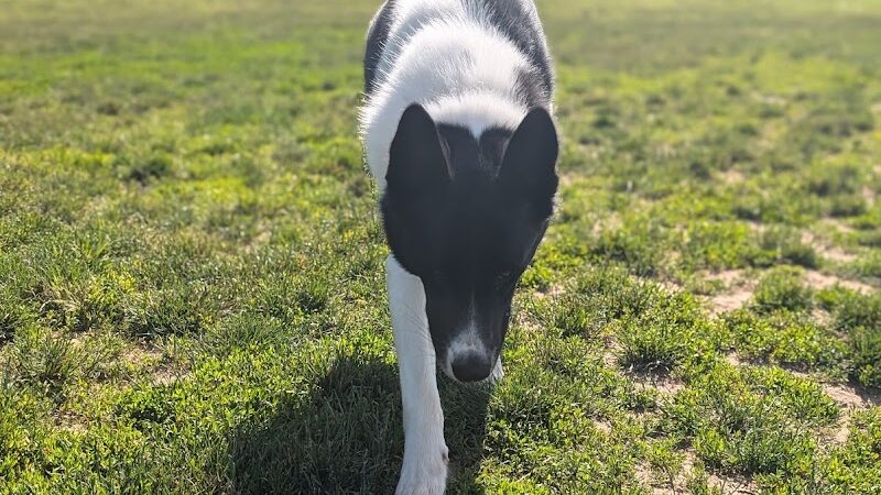 Pittsford Dog Park - Pittsford, NY