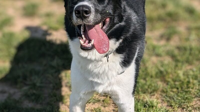 Pittsford Dog Park - Pittsford, NY