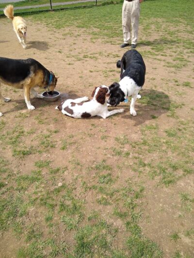 Pittsford Dog Park - Pittsford, NY