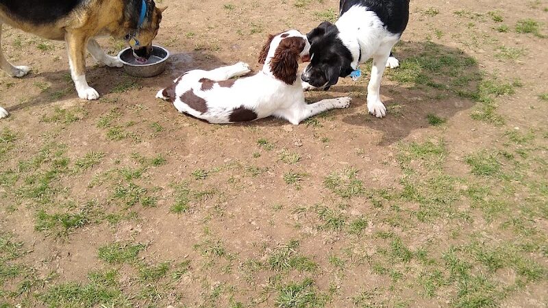 Pittsford Dog Park - Pittsford, NY