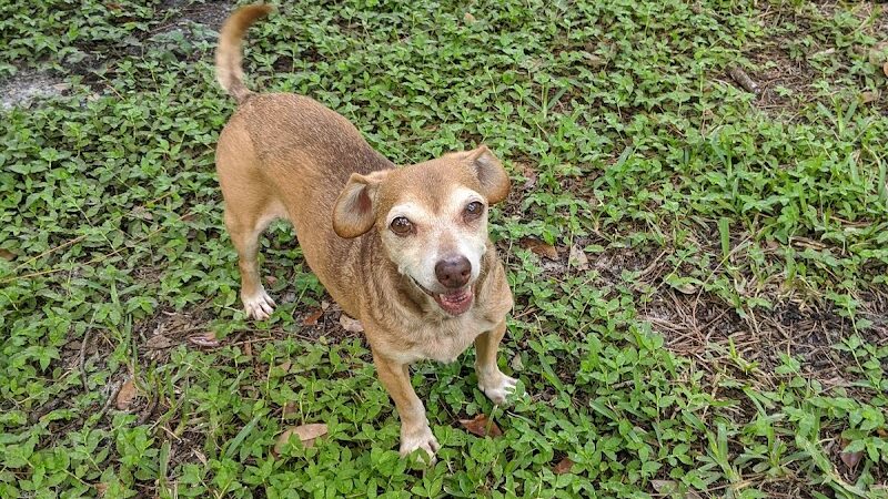 Plant City Dog Park - Plant City, FL