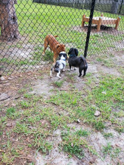 Plant City Dog Park - Plant City, FL