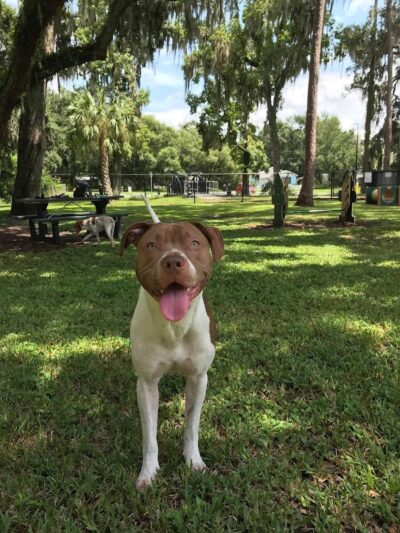 Plant City Dog Park - Plant City, FL