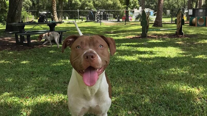 Plant City Dog Park - Plant City, FL