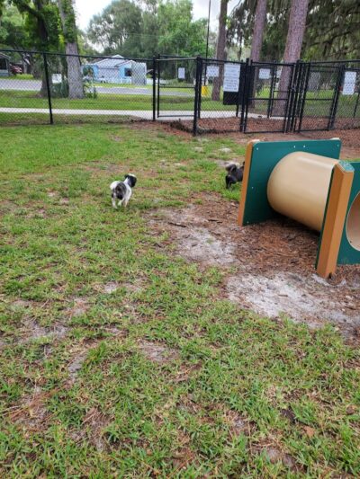 Plant City Dog Park - Plant City, FL
