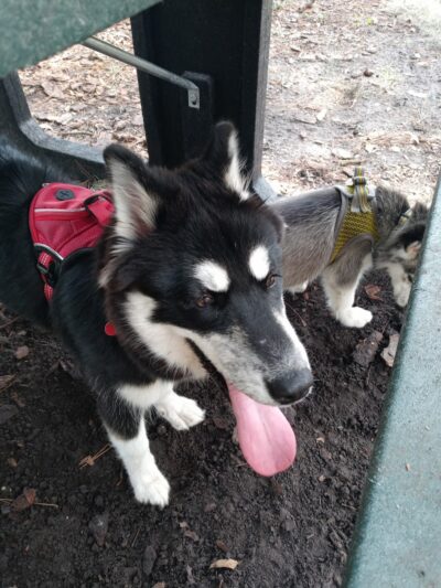 Plant City Dog Park - Plant City, FL