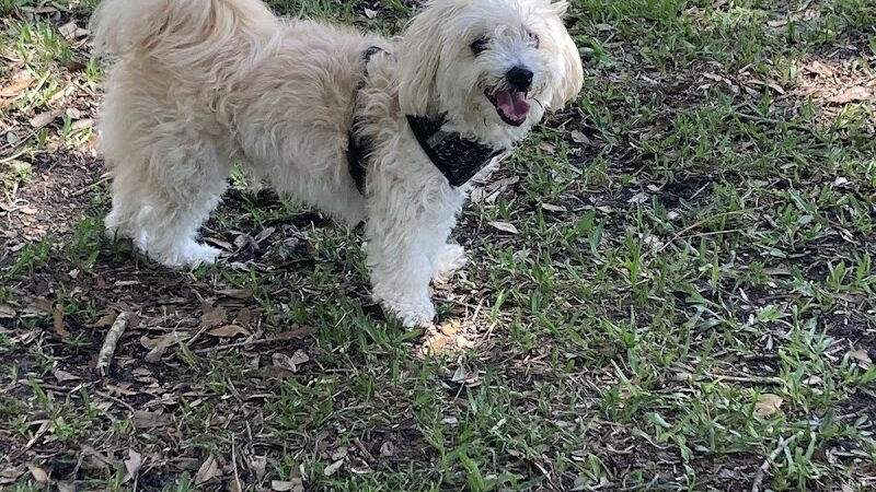 Ruff Ridge Dog Park - Plant City, FL