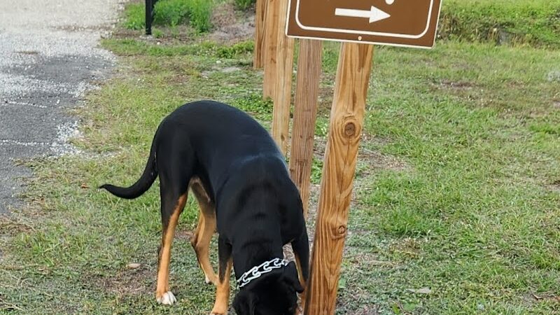 Ruff Ridge Dog Park - Plant City, FL