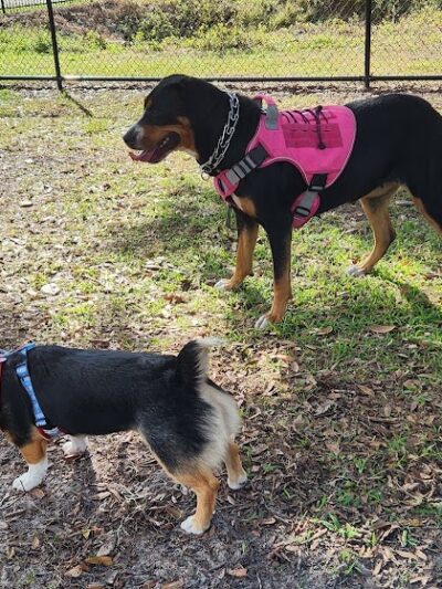 Ruff Ridge Dog Park - Plant City, FL