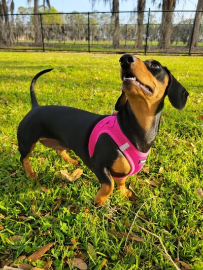 Ruff Ridge Dog Park - Plant City, FL