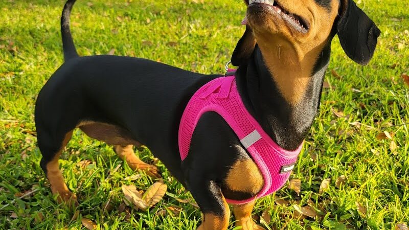 Ruff Ridge Dog Park - Plant City, FL