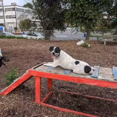 Pleasantville Dog Park - Pleasantville, NY