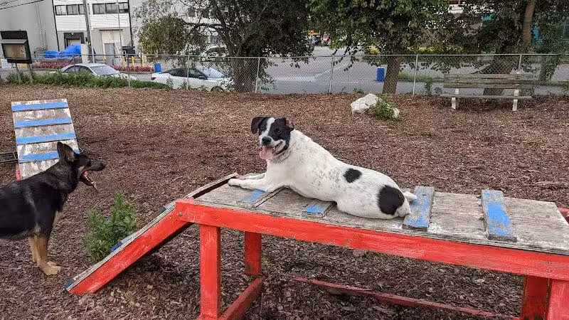 Pleasantville Dog Park - Pleasantville, NY