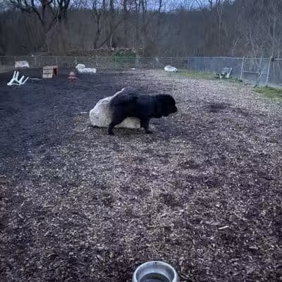 Pleasantville Dog Park - Pleasantville, NY