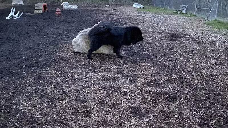 Pleasantville Dog Park - Pleasantville, NY