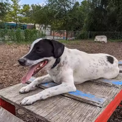 Pleasantville Dog Park - Pleasantville, NY