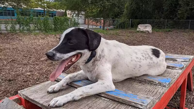 Pleasantville Dog Park - Pleasantville, NY