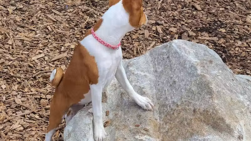 Pleasantville Dog Park - Pleasantville, NY