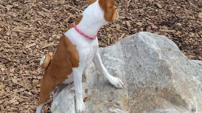 Pleasantville Dog Park - Pleasantville, NY