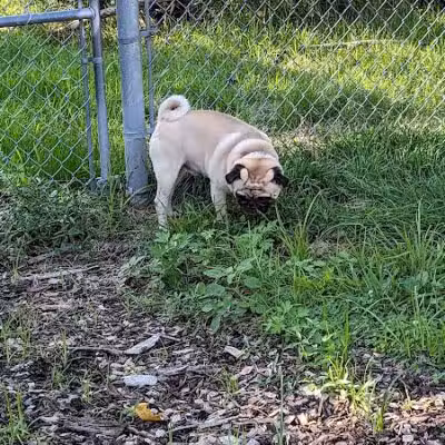 Pleasantville Dog Park - Pleasantville, NY