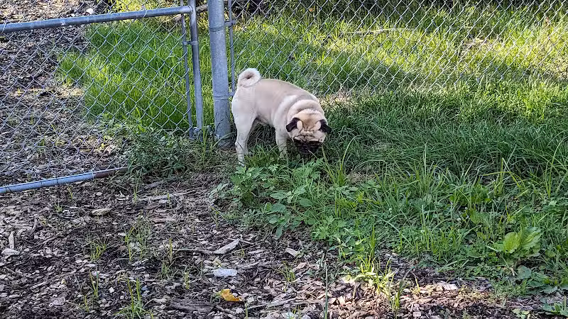 Pleasantville Dog Park - Pleasantville, NY