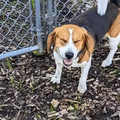 Pleasantville Dog Park - Pleasantville, NY