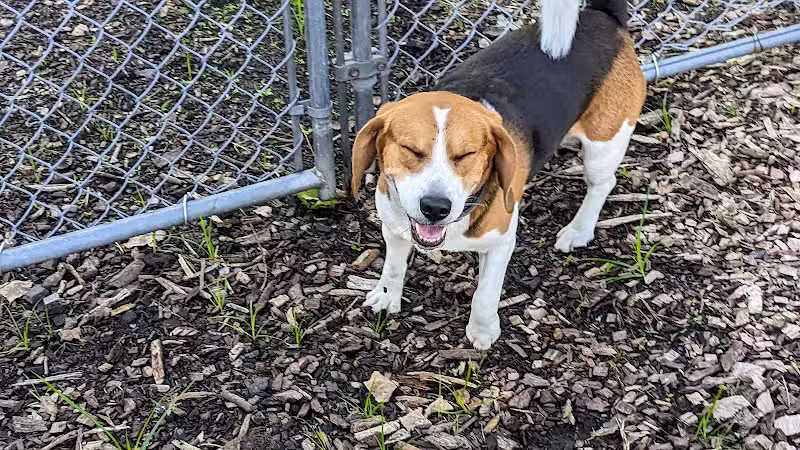 Pleasantville Dog Park - Pleasantville, NY