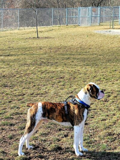 Boyce Park Dog Park 1 - Plum, PA