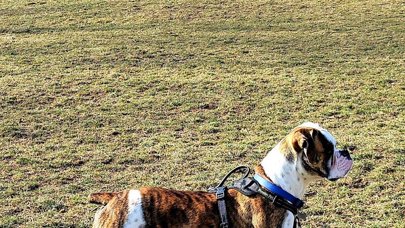 Boyce Park Dog Park 1 - Plum, PA