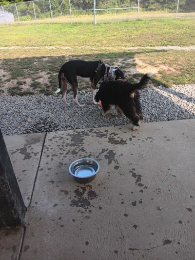 Boyce Park Dog Park 1 - Plum, PA
