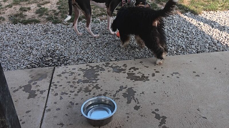 Boyce Park Dog Park 1 - Plum, PA