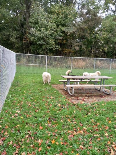 Boyce Park Dog Park 1 - Plum, PA