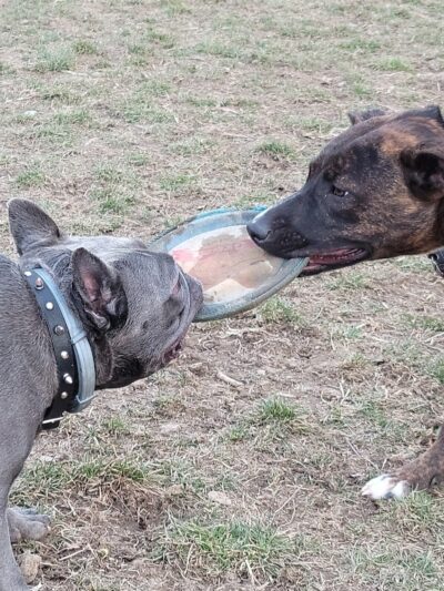 Boyce Park Dog Park 1 - Plum, PA