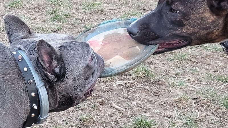 Boyce Park Dog Park 1 - Plum, PA