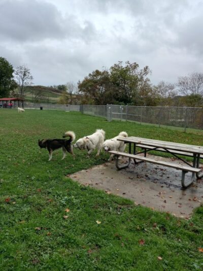 Boyce Park Dog Park 1 - Plum, PA