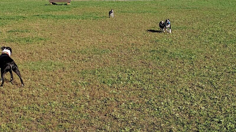 4 Paws Dog Park - Plymouth, MN