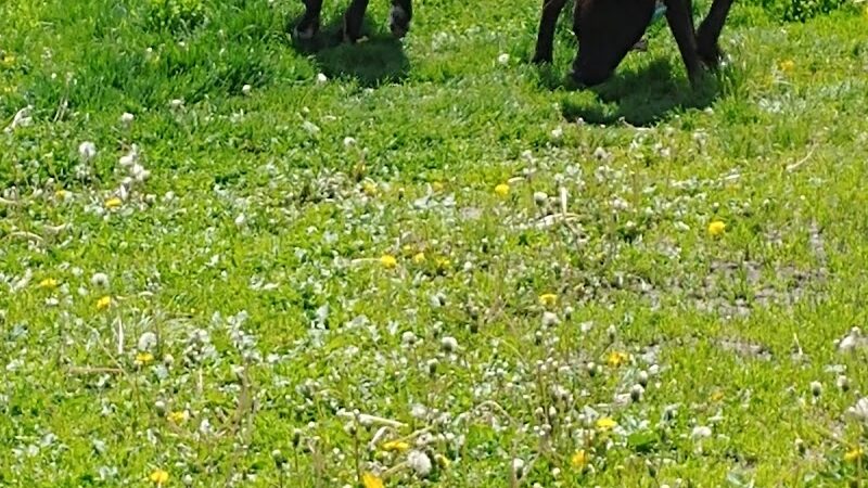 4 Paws Dog Park - Plymouth, MN