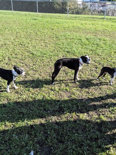 4 Paws Dog Park - Plymouth, MN