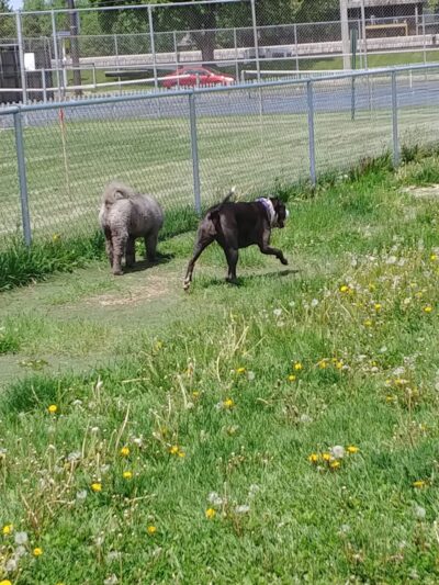 4 Paws Dog Park - Plymouth, MN